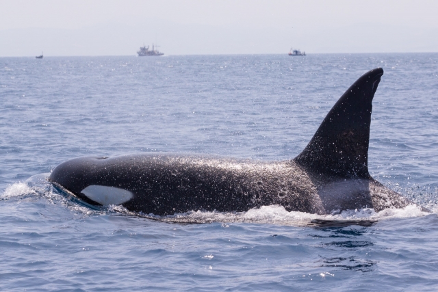 Orca