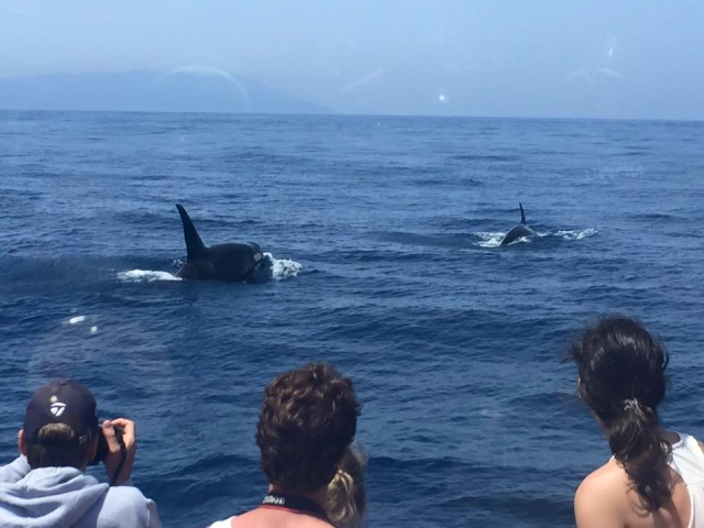 Interior barco con orcas