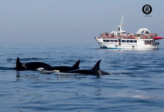 Jackelin plano con orcas