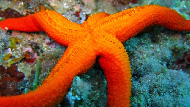  Étoile de mer 