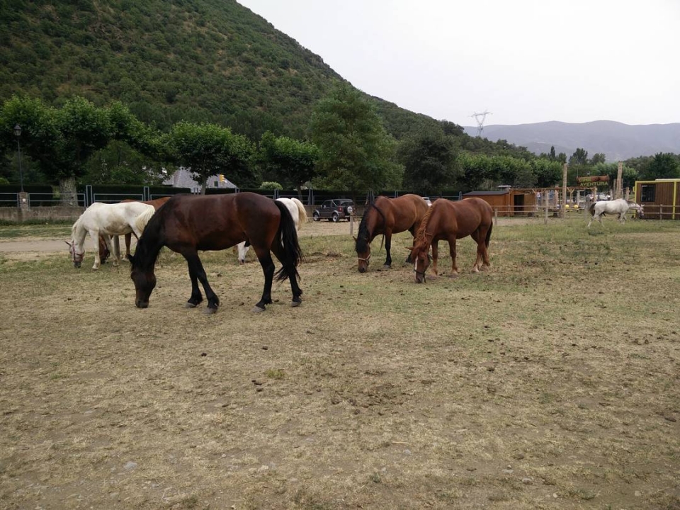 Caballos listos para la ruta