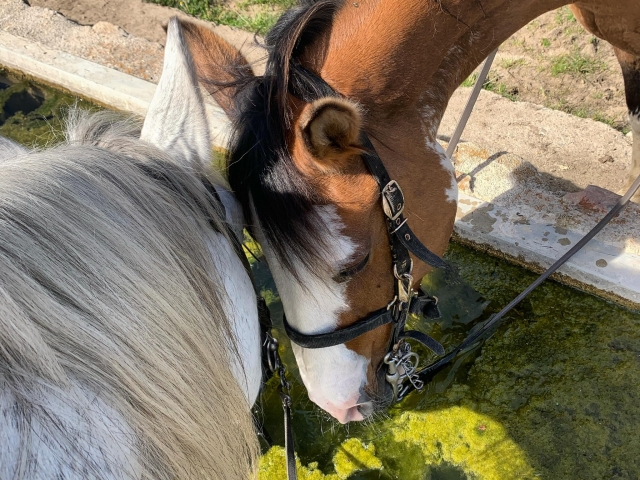  Unsere Pferde trinken Wasser 