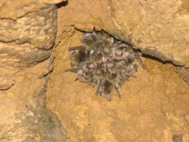  Pipistrelli nelle grotte