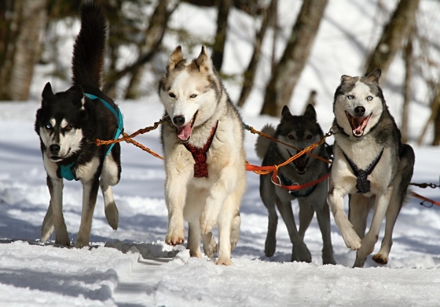  Les chiens 