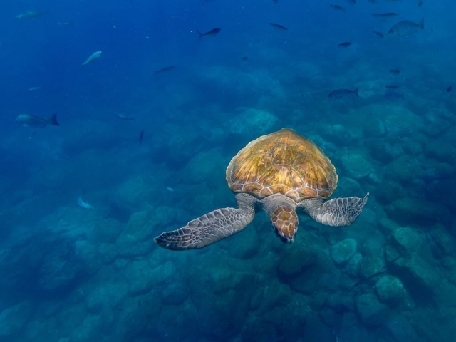  Découvrez la vie marine 
