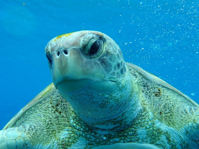  Snorkeling à Tenerife 