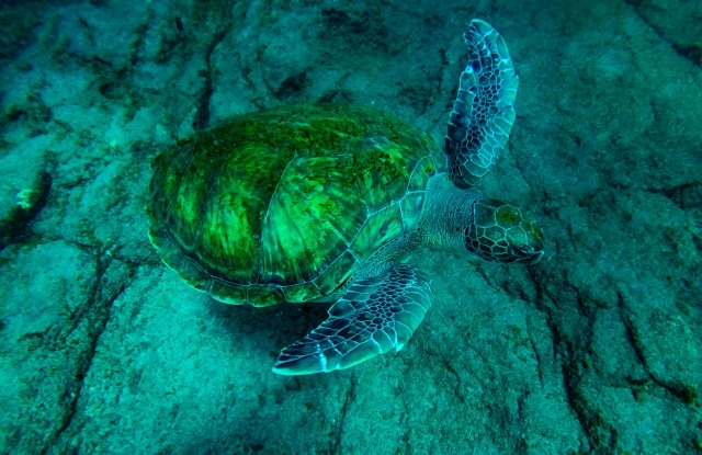 Natation des tortues 