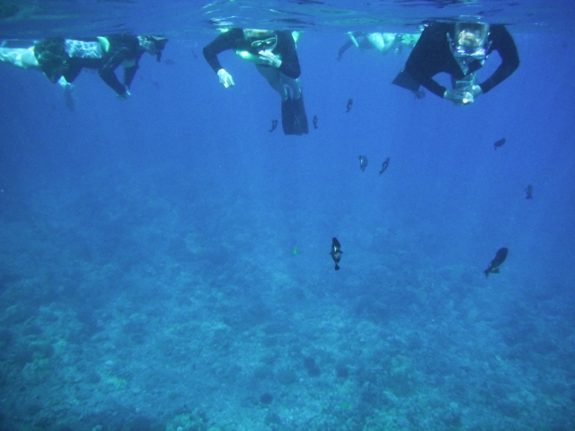  Venez faire du snorkeling 