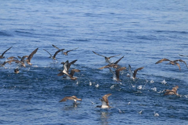Aves pescando en el Estrecho