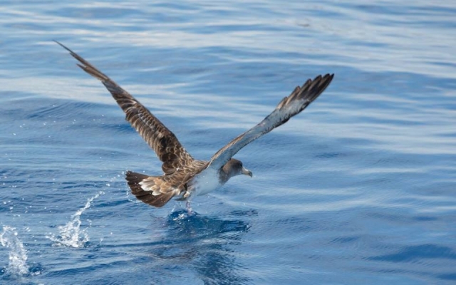 Descubre las aves que migran al Estrecho