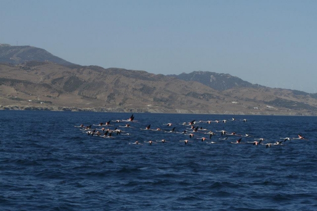 Flamingos