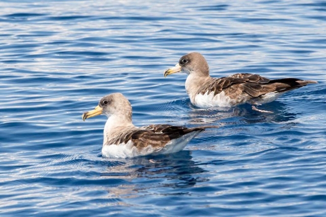 Pareja de aves en el agua