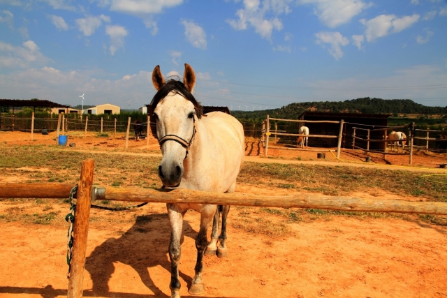  Cheval blanc regardant la caméra