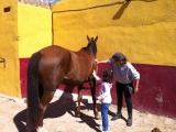 Clases de equitación en Poblet, 1 hora