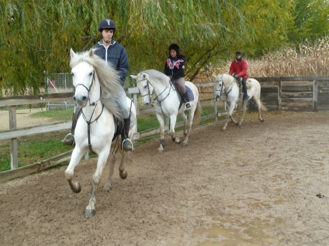 Conociendo al caballo