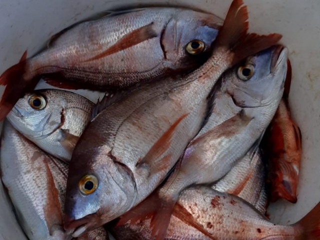  Captures after Fishing Day 