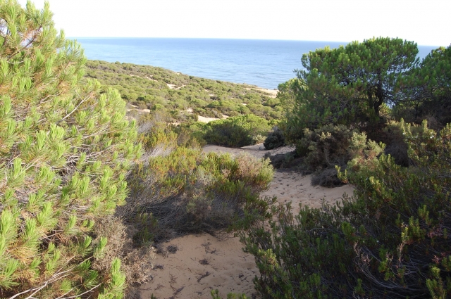  Doñana Landscape 
