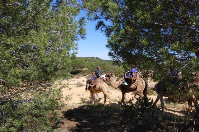  Walking through Doñana on a camel 
