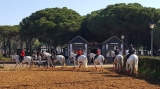 Clases de Equitación nivel intermedio 45min Cádiz
