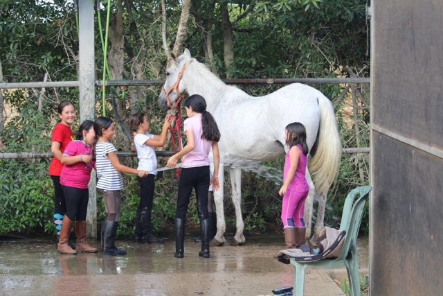 Aseando al caballo
