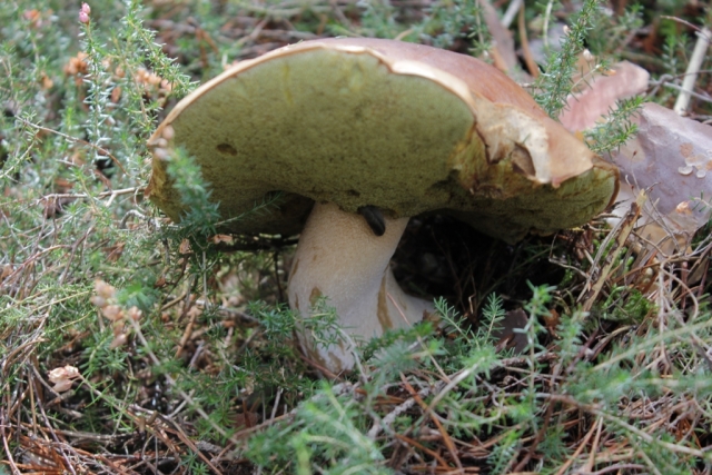  牛肝菌 