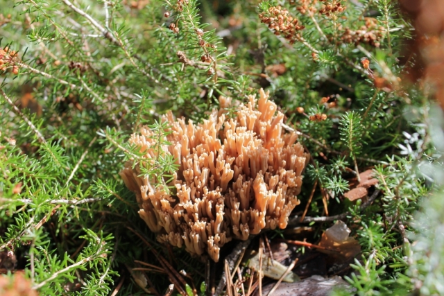  Ramaria 