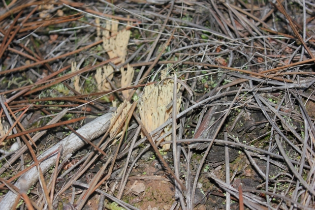  Ramaria 