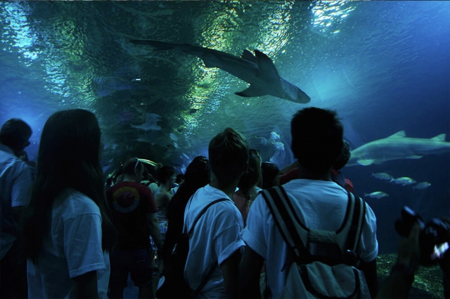Viendo a los tiburones nadar en el Oceanográfico de Valencia