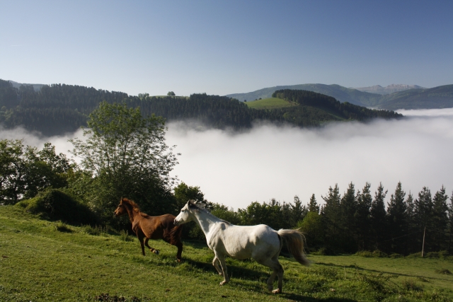 Ruta a caballo en Gorla