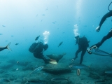 Curso PADI Scuba Diver en Tenerife, 1-2 días