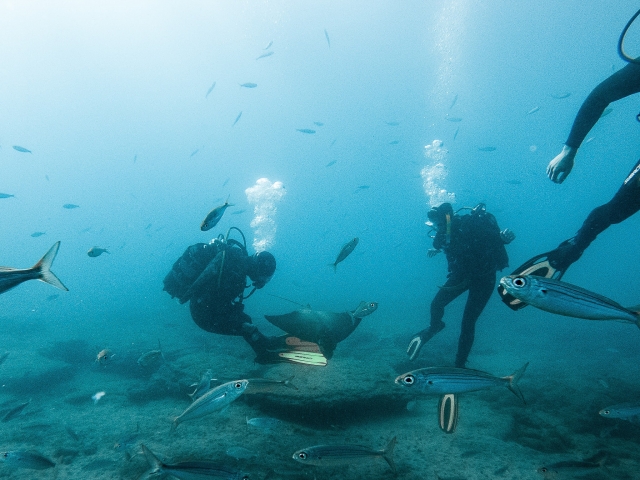 Padi Scuba-Taucher in Teneriffa, 1-2 Tage