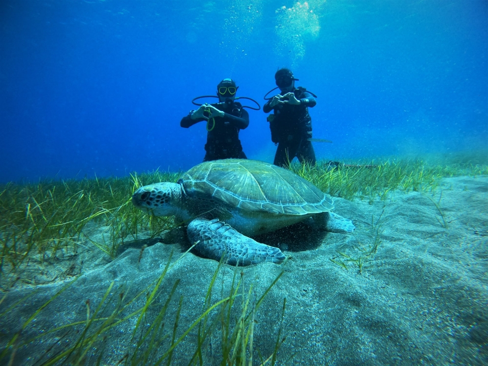 Foto con tortuga