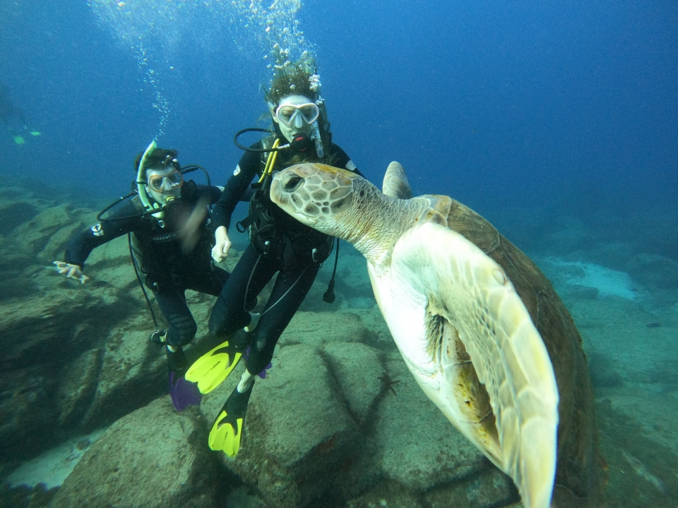 Découvrez la plongée avec les tortues Découvrez la plongée avec les tortues
