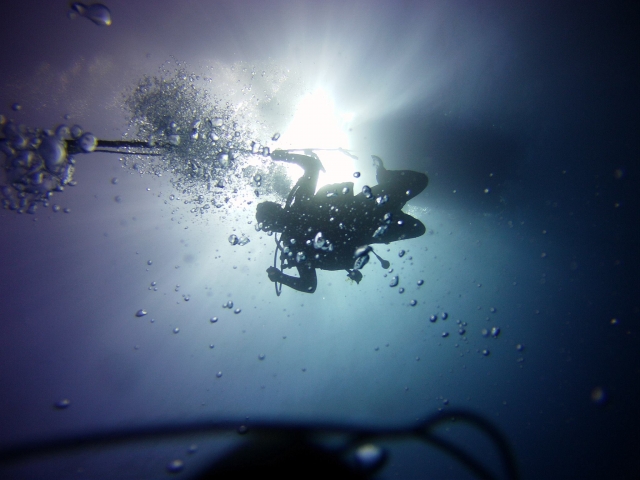 Padi Divemaster Course à Puerto Colón, 2 semaines