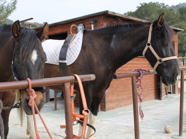 Ven y monta a caballo