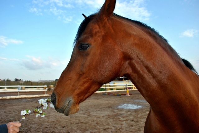 Junto al caballo