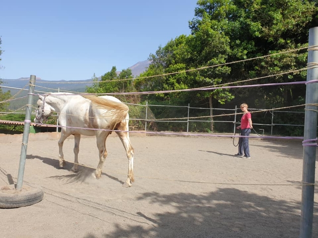  Reiten lernen auf Teneriffa 