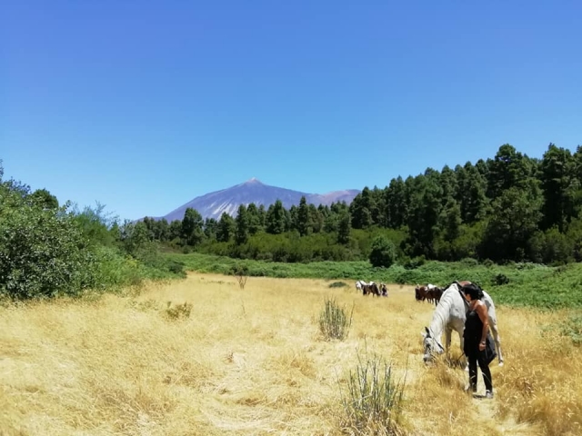  Mit den Pferden unter dem Teide 