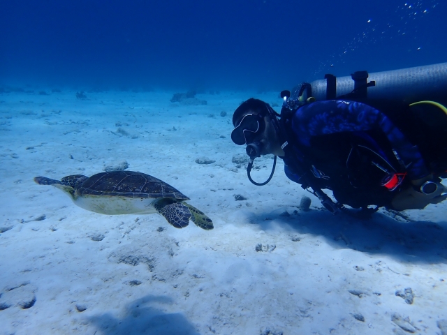  Mergulho com tartarugas 