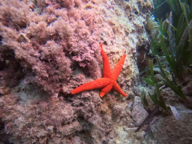 Estrella de mar