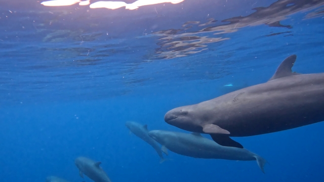  Private Charter in Tenerife 