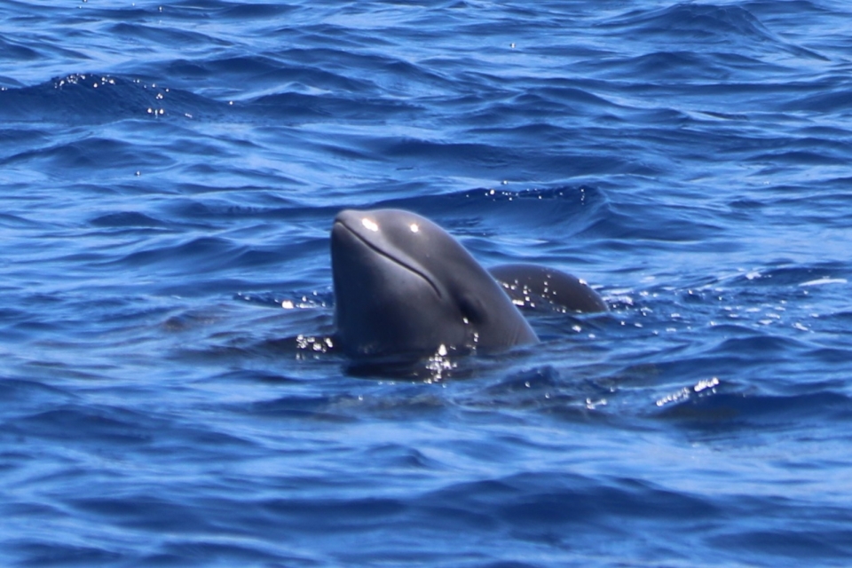  Cetacean Avistation in Tenerife