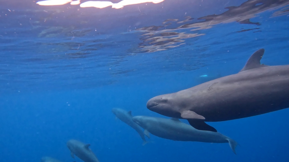  Private Charter in Tenerife 