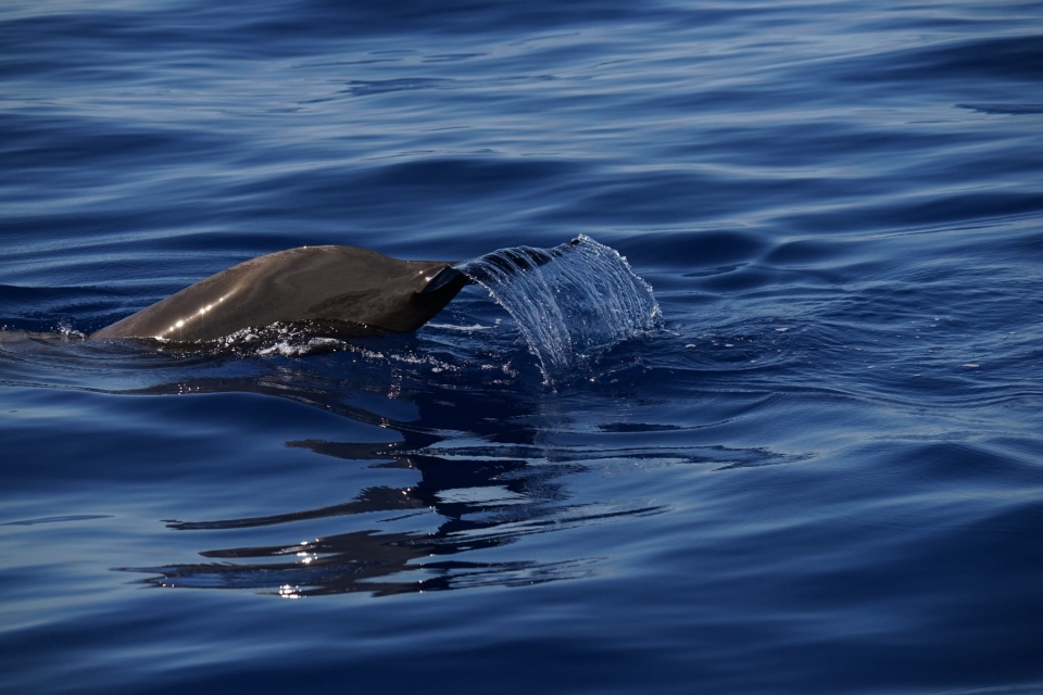 Private excursion to see cetaceans 