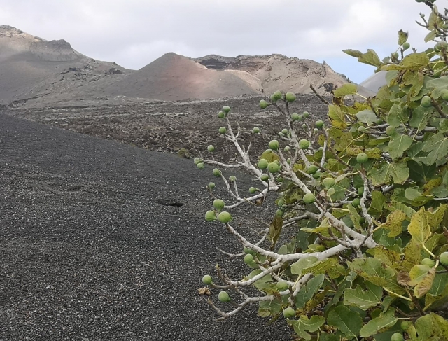  Esplora il terreno vulcanico di Lanzarote