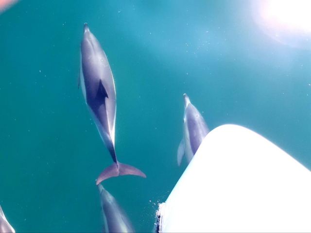 Delfines en la proa