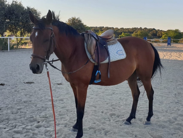 Clases de hipica en Caceres