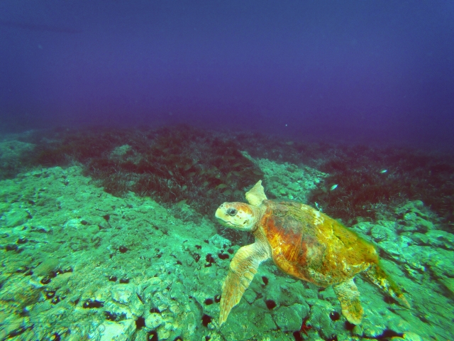 Tortuga boba mientras hacemos snorkel