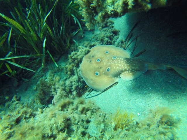 Torpedo en el fondo marino 
