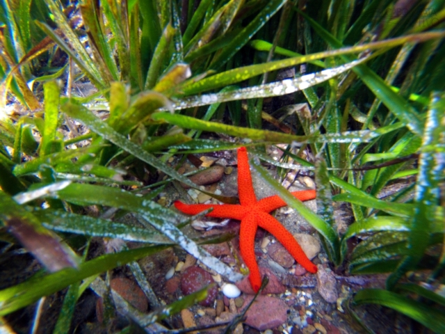Estrella de mar